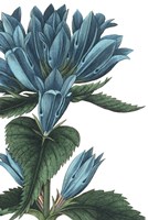 Botanique II no Words Framed Print