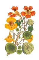 Antique Botanical XVII Framed Print
