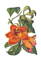 Antique Botanical XVIII Framed Print