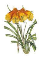 Antique Botanical XXIV on White Fine Art Print