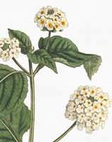 Botanique Bleu I on White no Words Fine Art Print