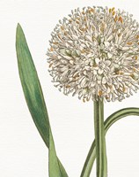 Botanique Bleu II  on White no Words Fine Art Print