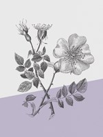 Conversations on Botany IV Color Block Framed Print