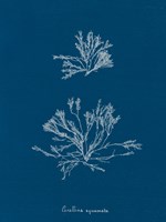 Delicate Coral IV Framed Print