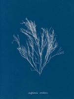 Delicate Coral III Fine Art Print