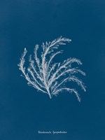 Delicate Coral II Framed Print