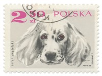 Poland Stamp IV on White Fine Art Print