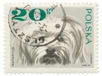 Poland Stamp II on White Framed Print