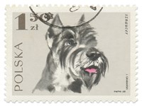 Poland Stamp I on White Fine Art Print