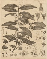 Tea Tree Fine Art Print