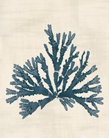 Pacific Sea Mosses IV No Map Fine Art Print