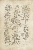 Eden Antique Bookplate III Framed Print