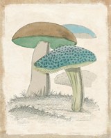 Funghi Italiani Mushrooms Fine Art Print