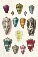 Colorful Shell Assortment I v2 Fine Art Print