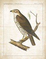 The Lookout II Fine Art Print