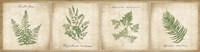 Vintage Ferns - 4 Image Panel Fine Art Print