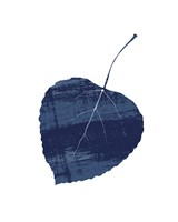 Big Leaf Indigo Framed Print