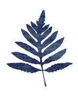Fern Indigo Fine Art Print