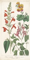 Salvia Florals I Framed Print