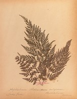 Botanical Fern XVIII Framed Print