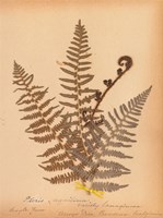 Botanical Fern IV Fine Art Print