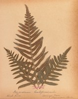 Botanical Fern XI Framed Print