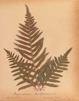 Botanical Fern XI Fine Art Print