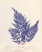 Botanical Fern XVIII Blue Fine Art Print