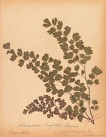 Botanical Fern III Fine Art Print