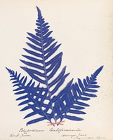 Botanical Fern XI Blue Fine Art Print