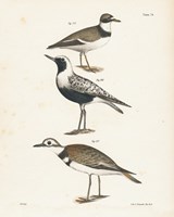 Shore Birds III Framed Print