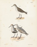 Shore Birds I Framed Print