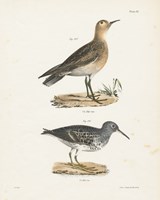 Shore Birds II Framed Print