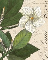 Botanique Bleu III Vintage Framed Print