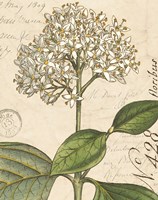 Botanique Bleu IV Vintage Framed Print