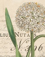 Botanique Bleu II Vintage Framed Print