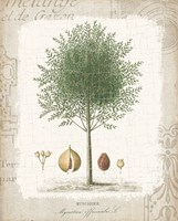 Garden Trees I - Nutmeg Tree Framed Print