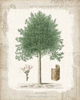 Garden Trees I - Angusture Framed Print