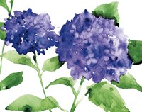 Bright Hydrangeas Fine Art Print
