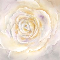 Watercolor Rose Closeup I Fine Art Print