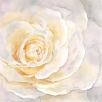 Watercolor Rose Closeup II Fine Art Print