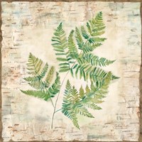 Birch Bark Ferns I Fine Art Print