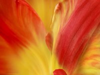 Tulipa Fine Art Print