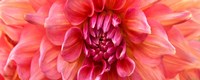 Perfect Dahlia Fine Art Print