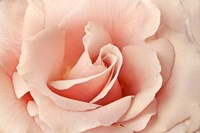 Rosa Fine Art Print