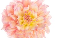 Coral Dahlia Fine Art Print