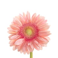 Gerbera Daisy Fine Art Print