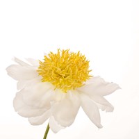 Gold Standard Peony Fine Art Print