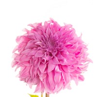 Swan Island Dahlia Fine Art Print