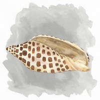 Shells on Grey I Framed Print